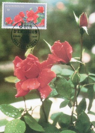 pour toi , malgré toi ausi une rose